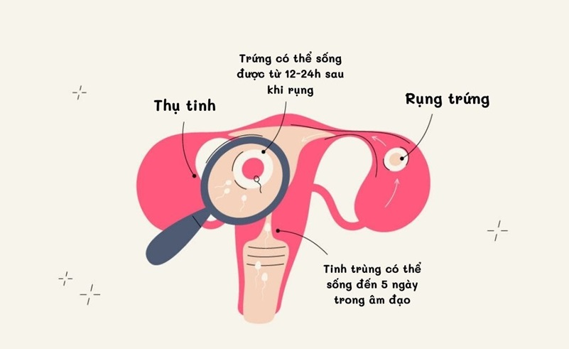 Những dấu hiệu trứng đã gặp tinh trùng