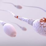 Tinh Trùng Yếu, Dị Dạng: Có Làm IVF Được Không?